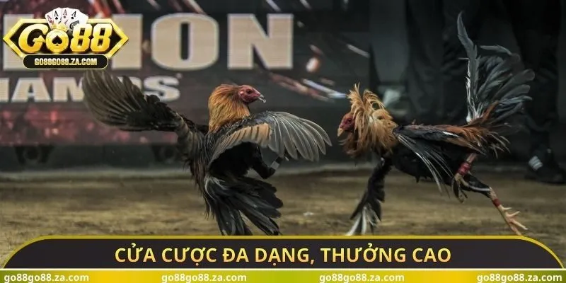 Cửa cược đa dạng, thưởng cao