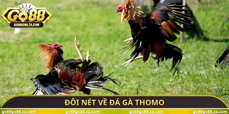 Đôi nét về đá gà thomo