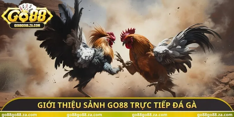 Giới thiệu sảnh Go88 trực tiếp đá gà