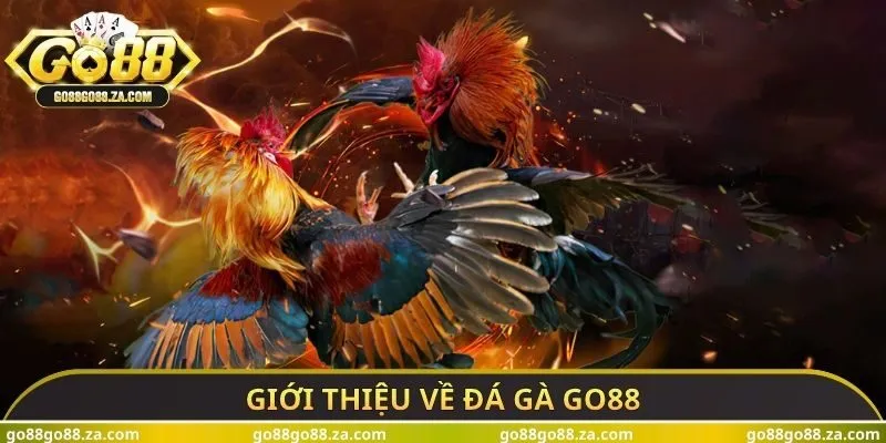 Giới thiệu về đá gà GO88