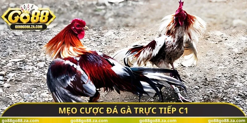 Mẹo cược đá gà trực tiếp C1