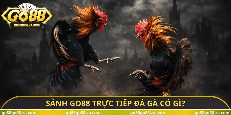 Sảnh Go88 trực tiếp đá gà có gì?