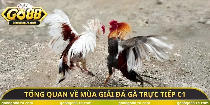 Tổng quan về mùa giải đá gà trực tiếp C1
