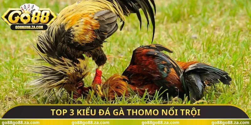 Top 3 kiểu đá gà thomo nổi trội