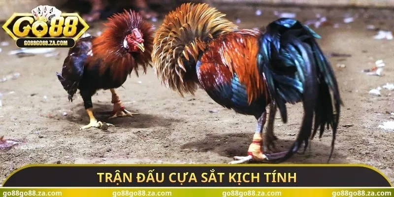 Trận đấu cựa sắt kịch tính