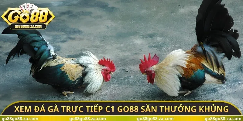 Xem đá gà trực tiếp C1 GO88 săn thưởng khủng